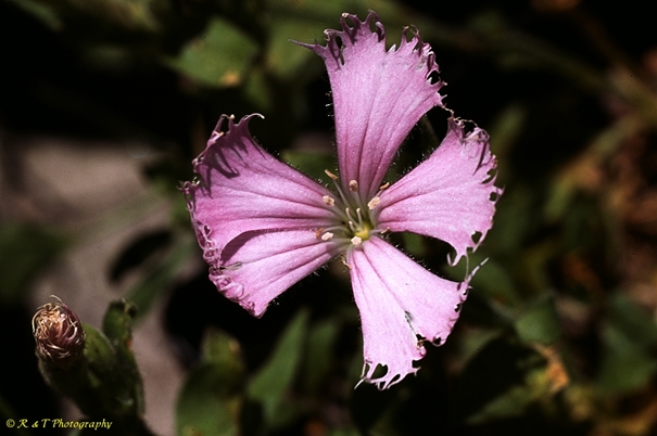 {Silene catesbaei}